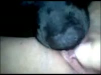 Dog eating the pussy of slut aggressively